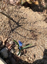 ムスカリの種はどのような状態になったら採取したらいいのでしょうか Yahoo 知恵袋