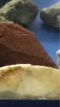 金魚がずーっと水草を食べています からだに悪くないのでしょうか Yahoo 知恵袋