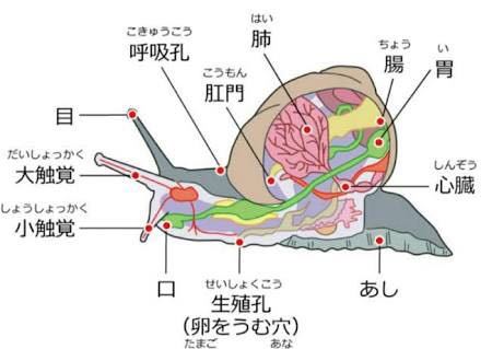 カタツムリの殻の中は写真のようになっているみたいですがどこに隠れるは空間が Yahoo 知恵袋