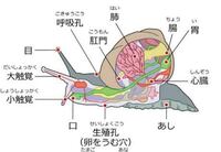 かたつむりはどうやって大きくなるのでしょうか 脱皮するのか それ Yahoo 知恵袋