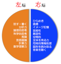 右脳派の人と左脳派に人で どちらの方が多いのですか ちなみに僕は右脳派だそ Yahoo 知恵袋