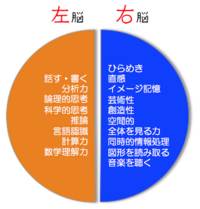 右脳派 左脳派どちらの割合が多いのでしょう 基本的に人間は言語や計算 Yahoo 知恵袋