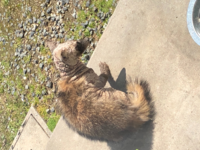 名前の最後が ツ で終わる動物を知っているだけ教えて下さい メジャ Yahoo 知恵袋