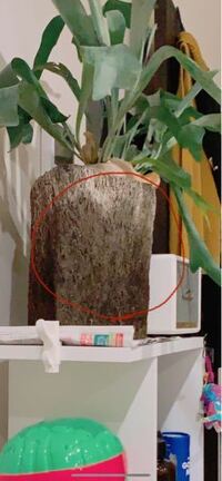 カメのシェルターを作りたいのですよでもきれいに植木鉢を割るにわどうしたらよいか Yahoo 知恵袋