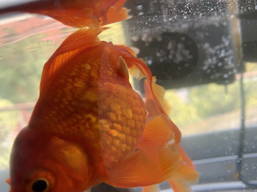 これは病気でしょうか 金魚のおしりの近くにツノのような形の出来物 Yahoo 知恵袋