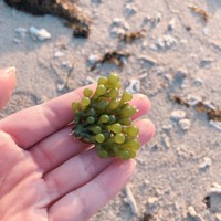 これは海ぶどう それともワカメ系の植物 分かる人教えてください沖縄の海岸で Yahoo 知恵袋