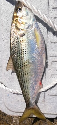 この魚は何ですか コノシロで 小さいのはコハダ酢じめにするか酢が嫌い Yahoo 知恵袋