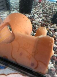 金魚水槽のオブジェに白いプツプツしたものが沢山ついていました これは卵でし Yahoo 知恵袋