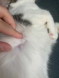 生後4ヶ月のメスの猫です 猫の乳首ってこんなに目立つもので Yahoo 知恵袋