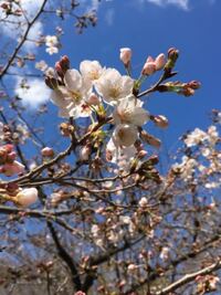 庭の桜の木に さくらんぼの実がなっているのですが 食べられるものでしょうか と Yahoo 知恵袋