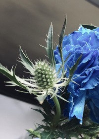 このつぼみ 花 名前を知りたいです イチゴみたいで可愛い エリンジウム Yahoo 知恵袋