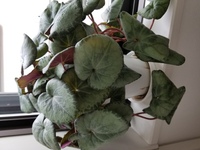 シクラメンが葉っぱだけですが元気です この先も水遣りだけして Yahoo 知恵袋