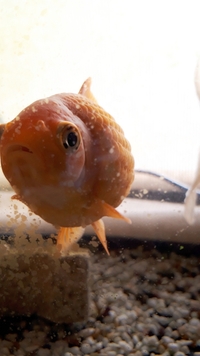 同じ水槽に数匹金魚がいるのですがこの金魚だけ体が丸くなってきました これは Yahoo 知恵袋