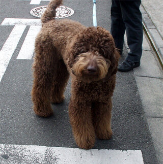 犬の種類を教えてください 撮影したときにダスマニアンラブラドール Yahoo 知恵袋