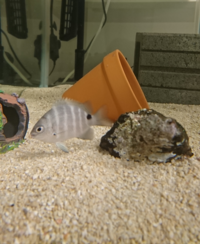 この魚の名前をおしえてください オヤビッチャなのかロクセンス Yahoo 知恵袋