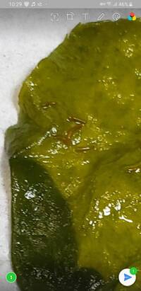 ワカメに卵 のようなものが付着していました 洗っても簡単には取れ Yahoo 知恵袋