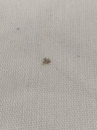 部屋に小さいクモが最近たくさん出てきます これはどこかに卵があってそれがか Yahoo 知恵袋