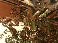 シマトネリコの鉢植えで今日見たら急に葉が緑から茶色に変わってしま Yahoo 知恵袋