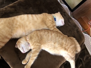 茶トラ猫について4ヶ月になる茶トラ猫を2匹 オスメス 飼っています 2月に Yahoo 知恵袋