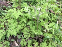 散歩の途中でこんな野草を見つけました セリに似ていますが 茎に産 Yahoo 知恵袋