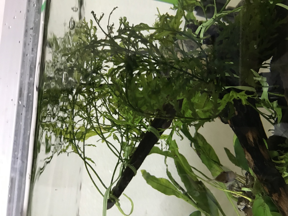 この、ボルビディスは水上化しそうですか？水上にボルビディスの森を