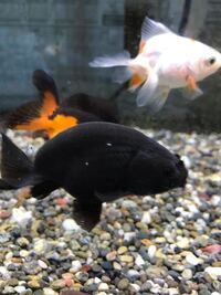 黒らんちゅうについての質問です 1年ほど飼育している金魚に Yahoo 知恵袋