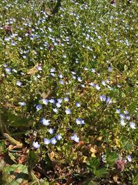 春に土手などに咲いている青い小さな花は何という植物ですか ヒメオ Yahoo 知恵袋