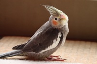 ルリコンゴウインコのオス メスについてですが お喋りはしますか メス Yahoo 知恵袋