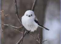 鳥について エナガって飼えるんですか あと飼いやすい鳥ってありますか イ Yahoo 知恵袋