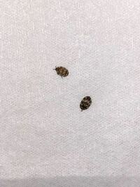 最近自宅の和室 6畳の畳部屋 で小さな虫が数匹発生しています Yahoo 知恵袋