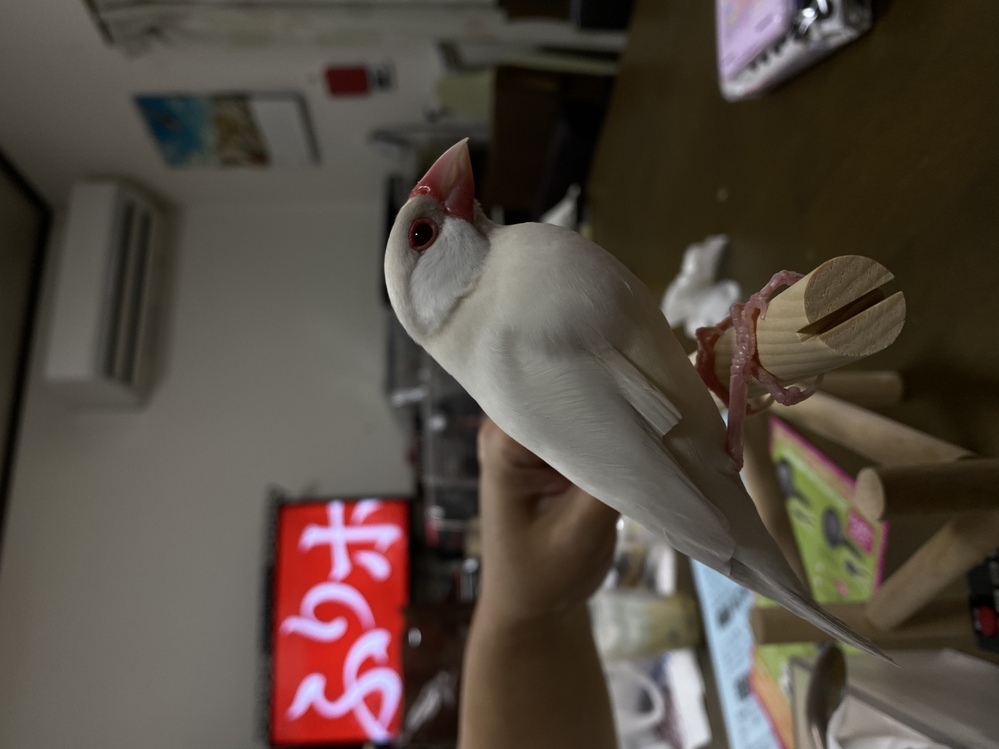 以前から綺麗な色で一目惚れしていた文鳥をお迎えしたのですが、この... - Yahoo!知恵袋