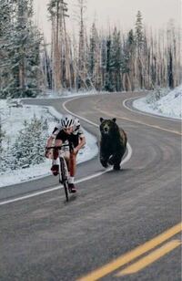 熊とロードバイクって、どっちが速い？ 