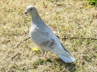 このドバトは 白変種かアルビノか どちらですか このドバト Yahoo 知恵袋