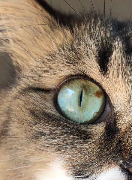 飼い猫の瞳(眼球)にシミのような影があります。 - 病気の可能性は高い 