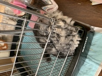 チンチラについて教えて頂きたいです この子って病気でしょうか Yahoo 知恵袋