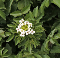 今日午前中 北九州市の郊外を散歩していて 水路の中に白い花をつけた植物の群 Yahoo 知恵袋