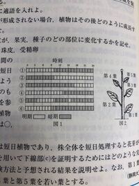 限界暗期が12 5時間の長日植物 11 5時間の短日植物 で Yahoo 知恵袋