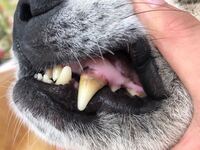 犬の舌の色って通常何色なんですか 家の犬の舌の色が悪いっぽく見えて気に Yahoo 知恵袋