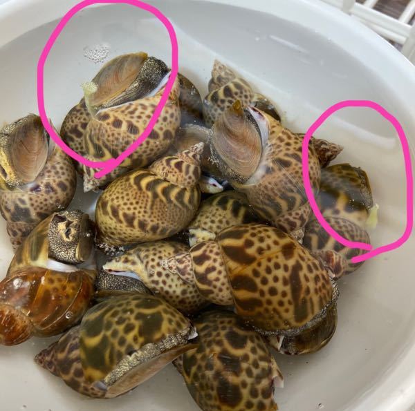 バイ貝の下処理についてです 先程 魚屋さんで三重県産のバイ貝を買った Yahoo 知恵袋