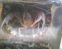 オカヤドカリのはさみ 腕 が取れてしまいました どうすればい Yahoo 知恵袋