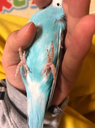 家で飼ってるセキセイインコの足の裏の真ん中ら辺がちょっと赤い気がするんです Yahoo 知恵袋