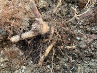 このランタナは枯れているのでしょうか 去年庭に植えたランタナを12月に切り Yahoo 知恵袋