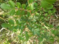 バラのようなトゲのある植物 勝手に生えてきました 雑草かと思いますが 名前 Yahoo 知恵袋