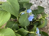 植物を育てるのが苦手なのですが 庭の花壇にアジサイを植えました 植えて た Yahoo 知恵袋