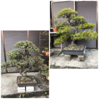 黒松 赤松 盆栽 お値段つけるとしたらそれぞれ幾らくらいになりそうで Yahoo 知恵袋