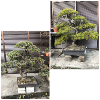 黒松 赤松 盆栽 お値段つけるとしたらそれぞれ幾らくらいになりそうで Yahoo 知恵袋