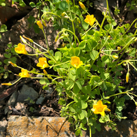 黄色い小さめの花です なんという名前でしょうか 葉が三つ葉のような感じなの Yahoo 知恵袋