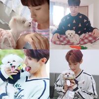 Seventeenのドギョムって犬飼い始めたんですか Weversにドギョ Yahoo 知恵袋