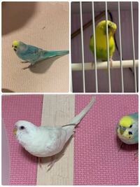 飼っているセキセイインコが可愛くて仕方ないのですが このインコの Yahoo 知恵袋