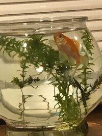 金魚が夜間にになると水面でアプアプするのですが何故でしょうか 水 Yahoo 知恵袋